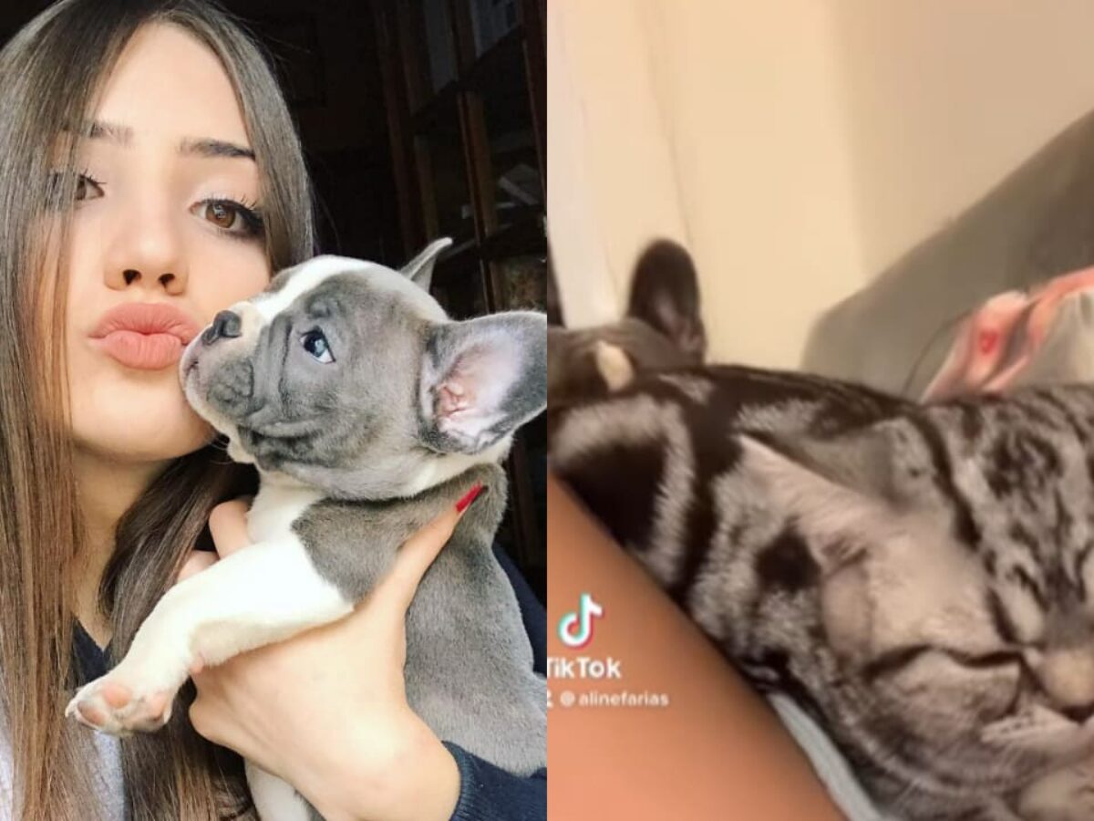 FF: Aline Farias realiza resgate de animais abandonados ao lado dos pais -  Pichau Arena